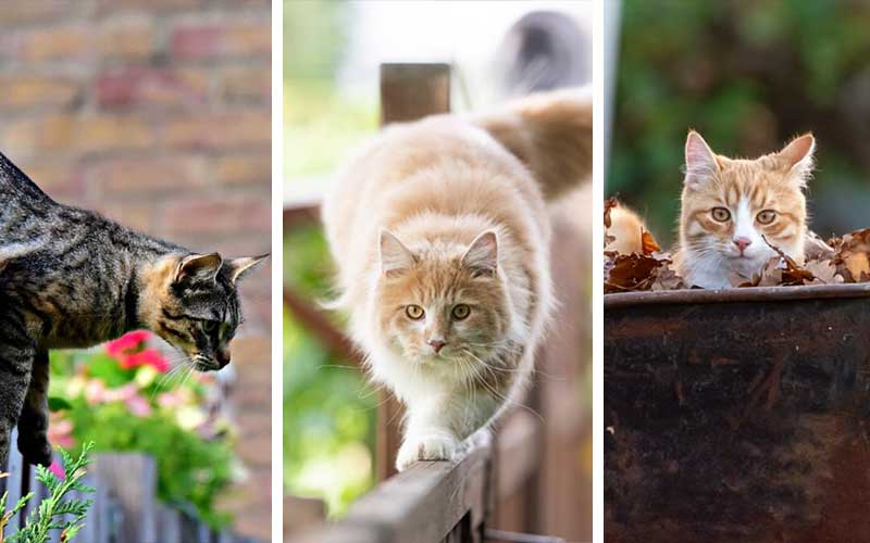 7 Tips on How to Keep Cats Out Of Your Garden