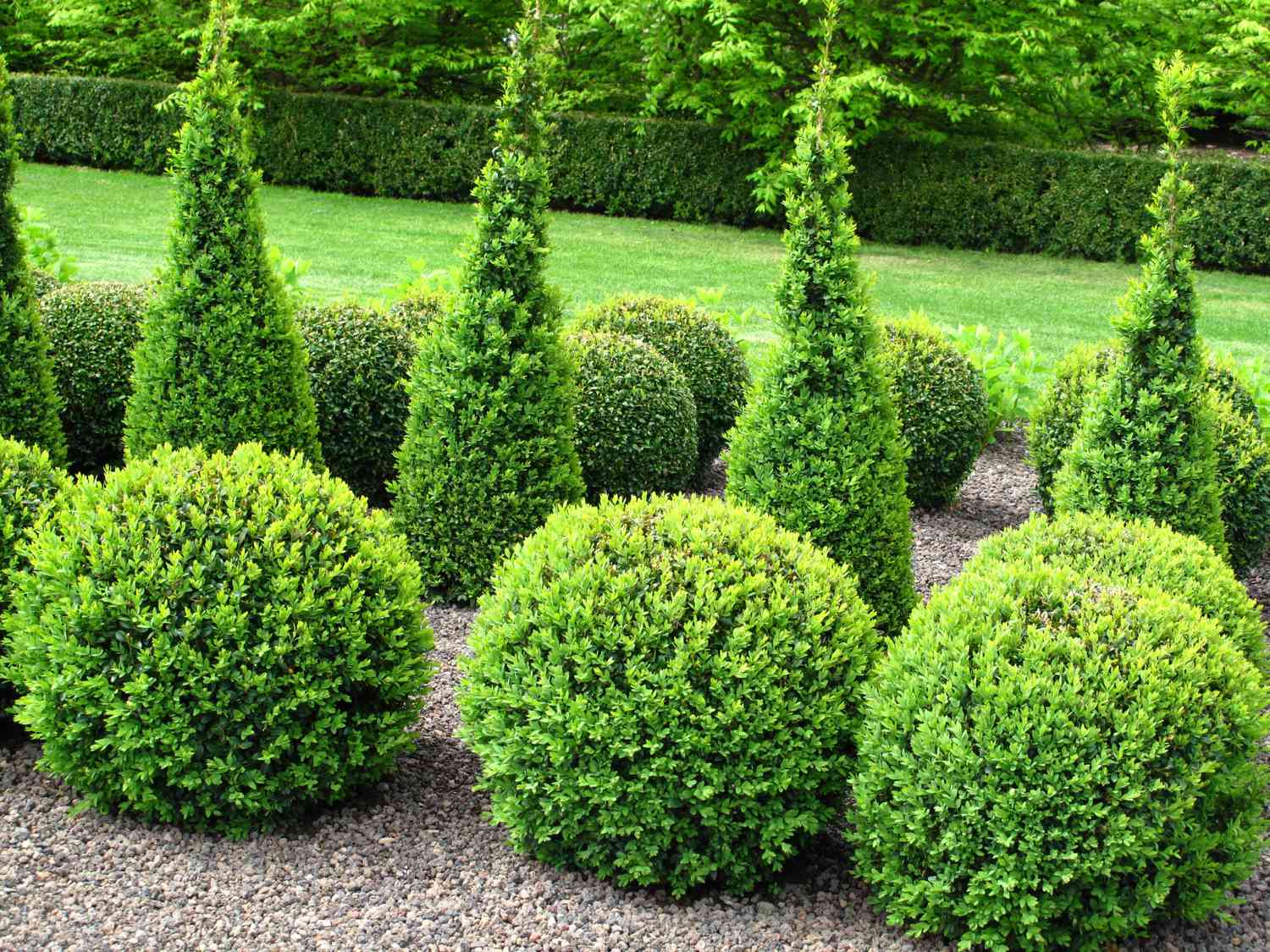 8-Tips-For-Low-Maintenance-Evergreens  