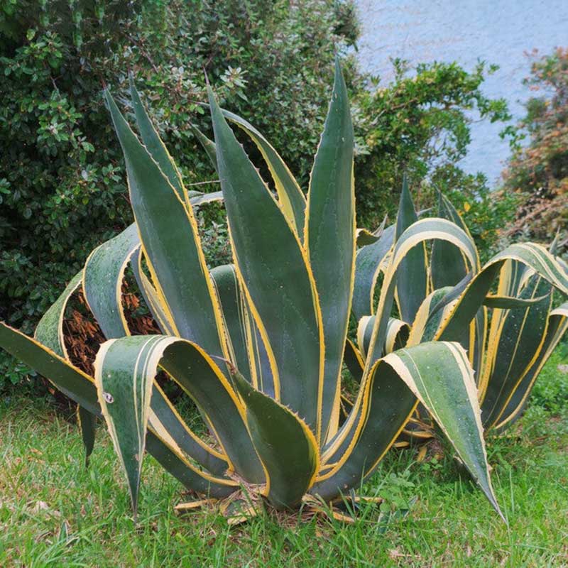 Agave-americana  