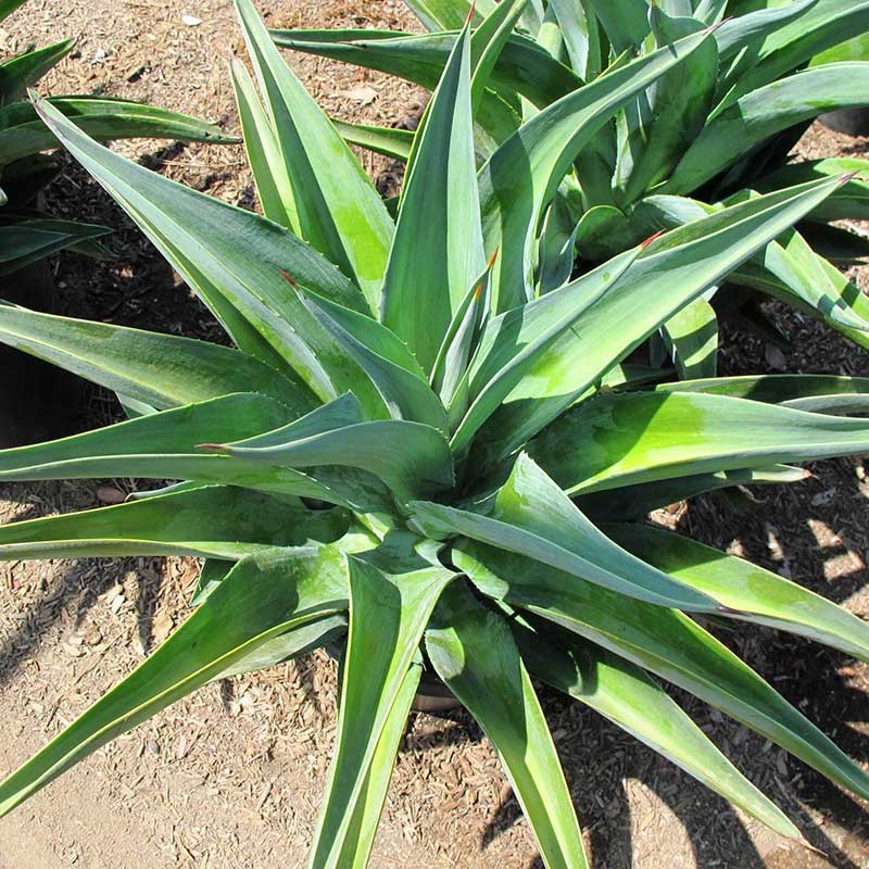 Agave-desmettiana  