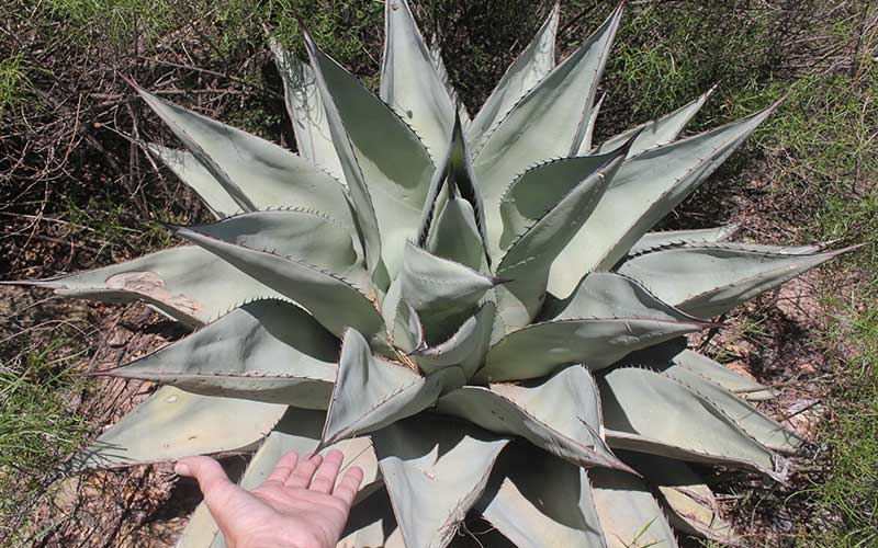 Agave-havardiana  