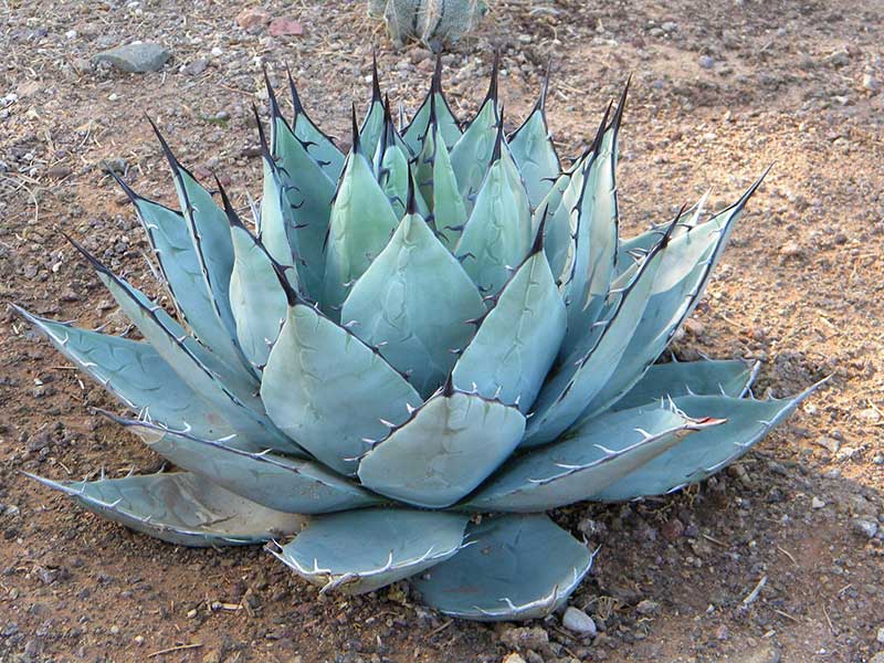 Agave-neomexicana  