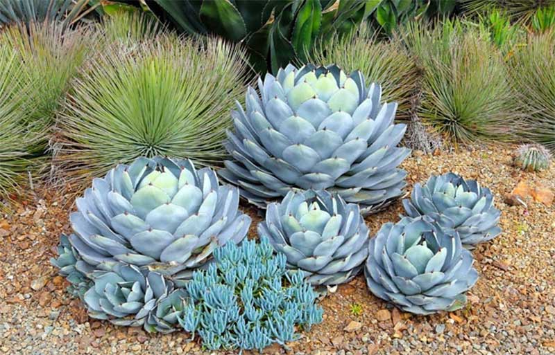 Agave-parryi-Parrys-Agave  