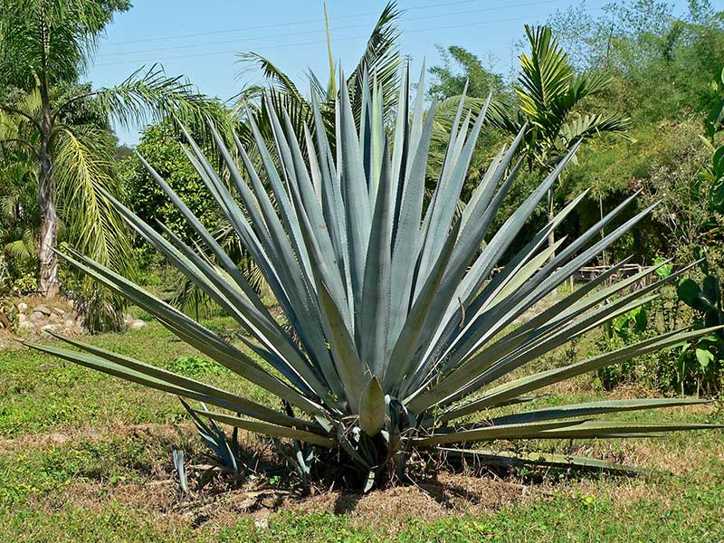 Agave-tequilana  