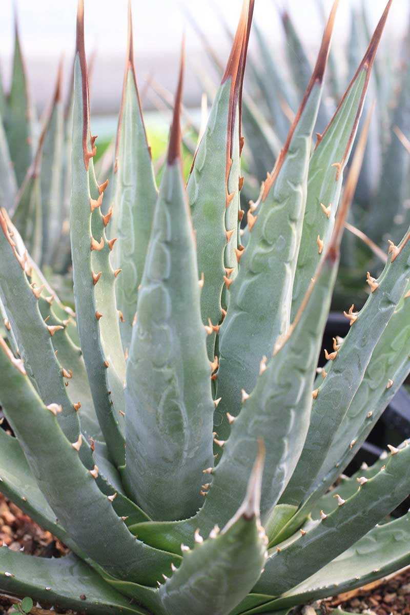 Agave-utahensis-Utah-Agave  