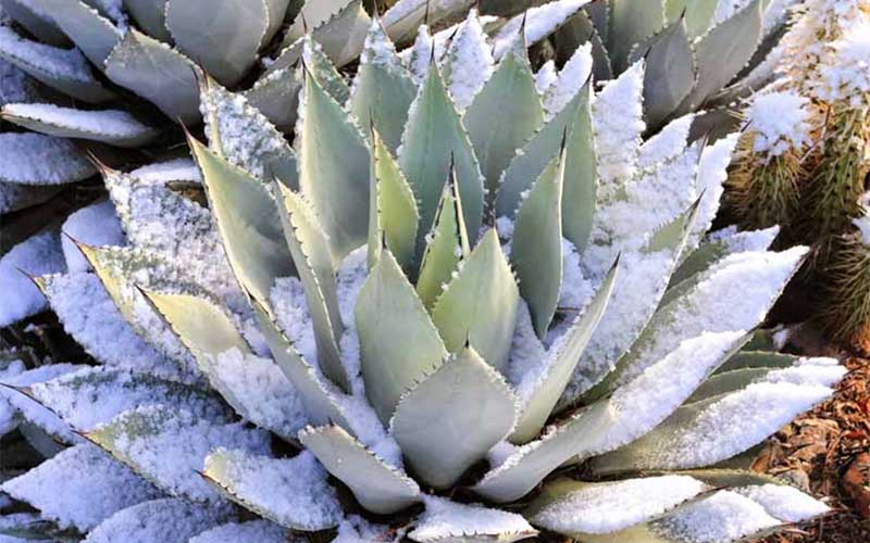 Cold-Hardy Agaves for Your Garden