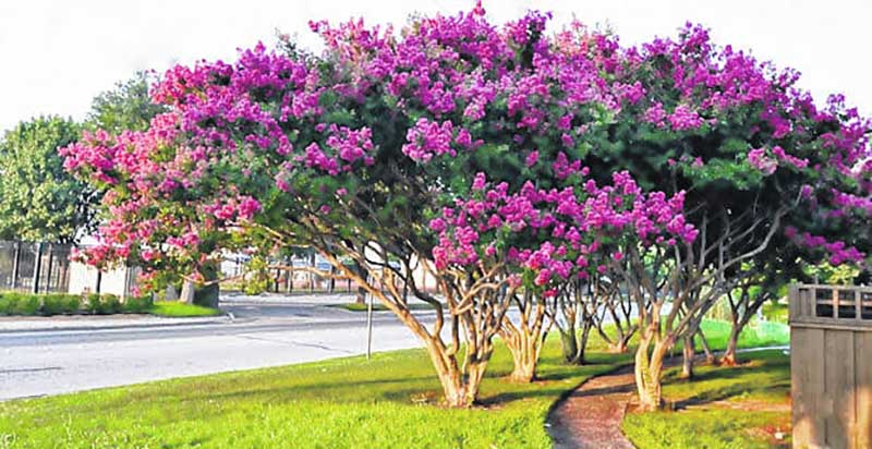 Crape-Myrtle  