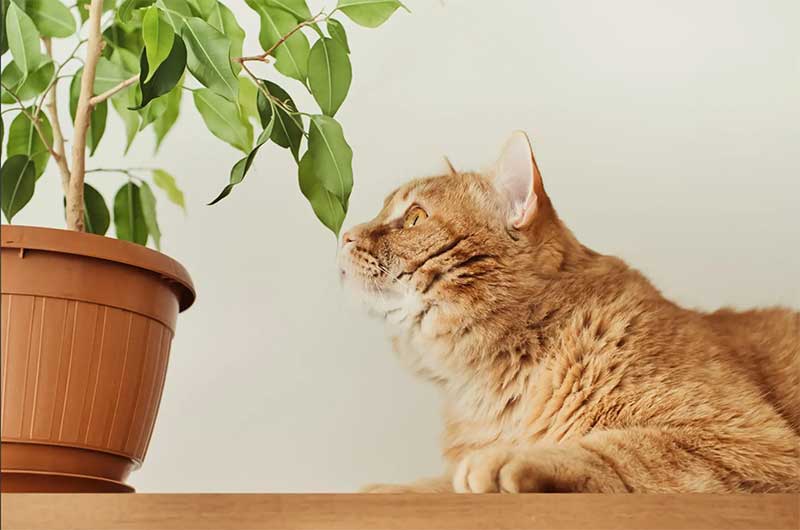 How-to-Plant-Cat-Repellent-Herbs  