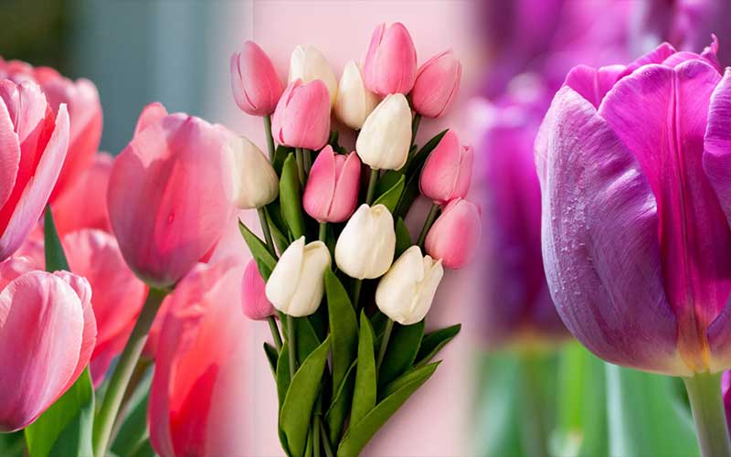 How-to-Plant-Grow-and-Care-for-Tulips  