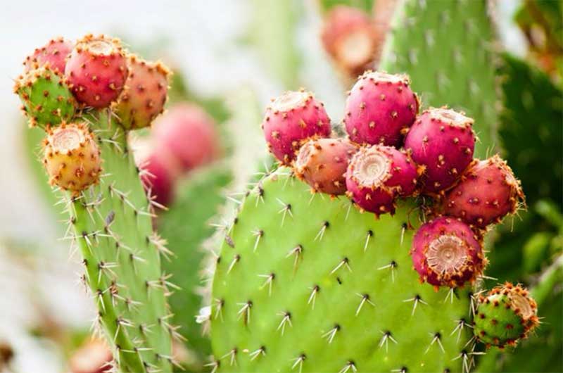 Lay-Down-Prickly-Plants  