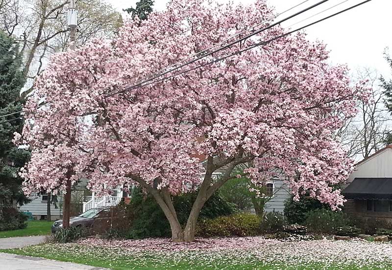 Magnolia-Trees  