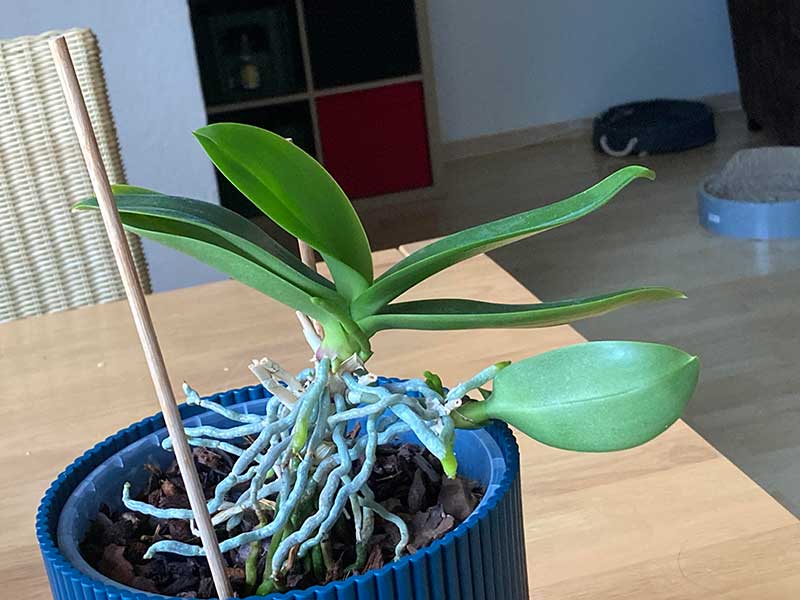 Orchids-roots-outgrowing-the-pot  