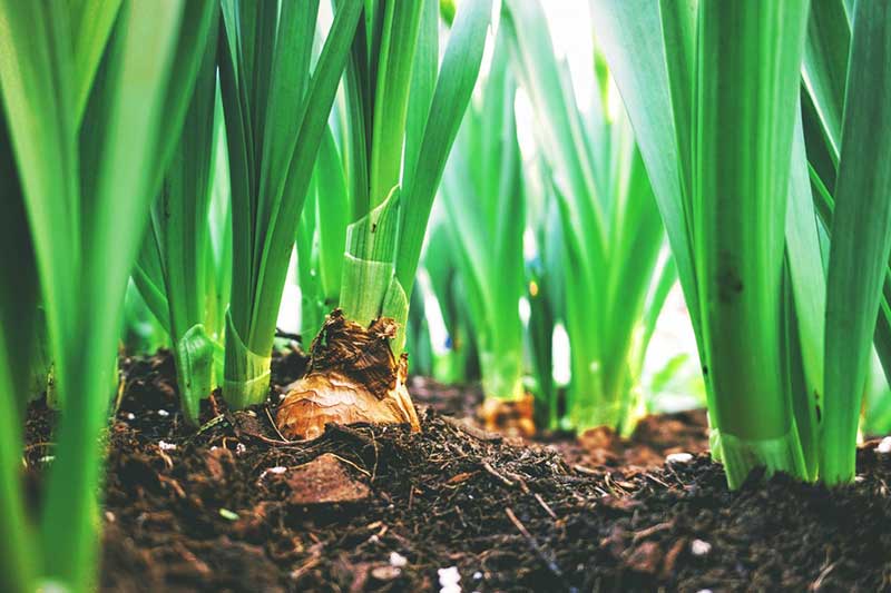 Preparing-the-Soil-for-Planting-Tulips  