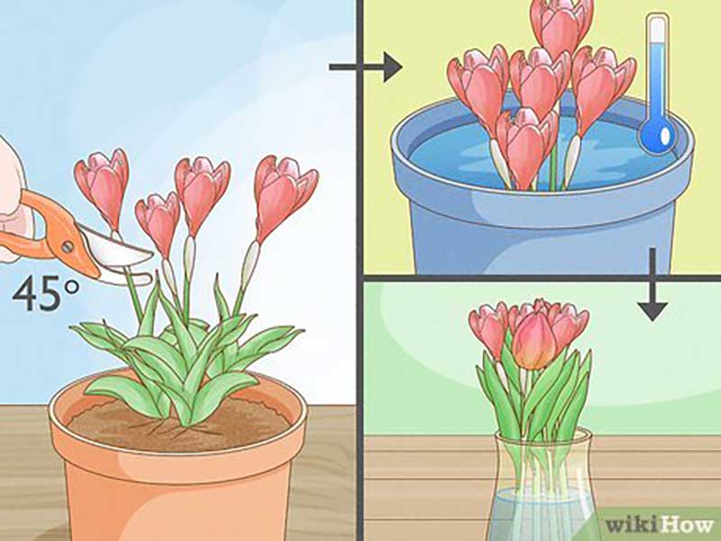 Tulip-Care-and-Maintenance  