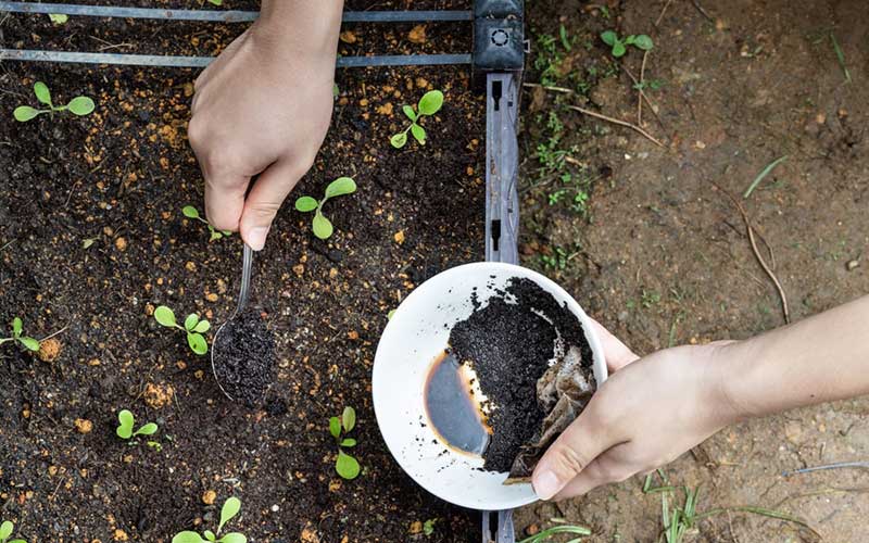 Use-Coffee-Grounds-or-Vinegar  