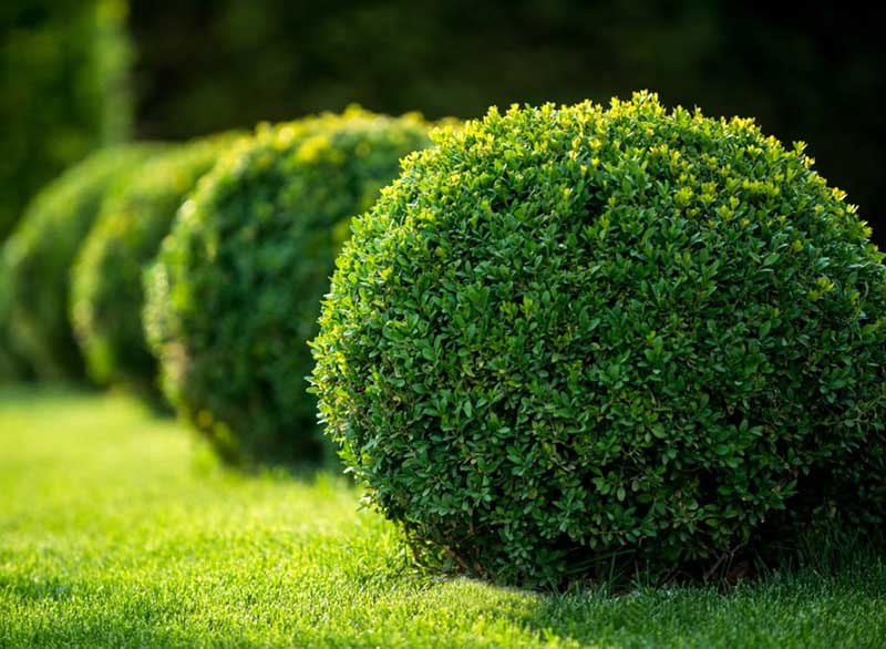 boxwood-bush  