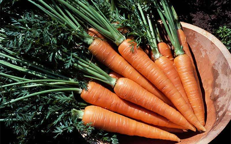 5 Easy Steps to Regrow Carrots from Their Tops