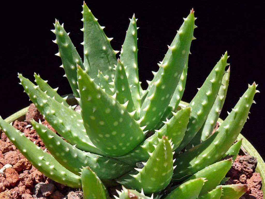 Aloe-Crosbys-Prolific  