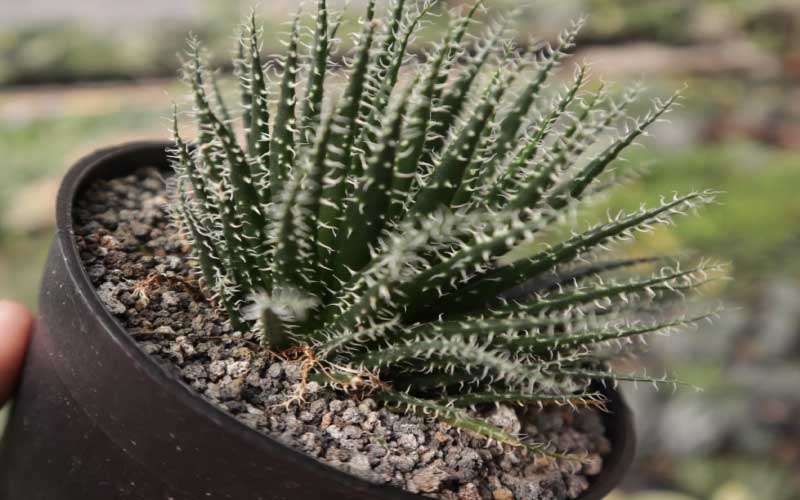 Aloe-Haworthioides  