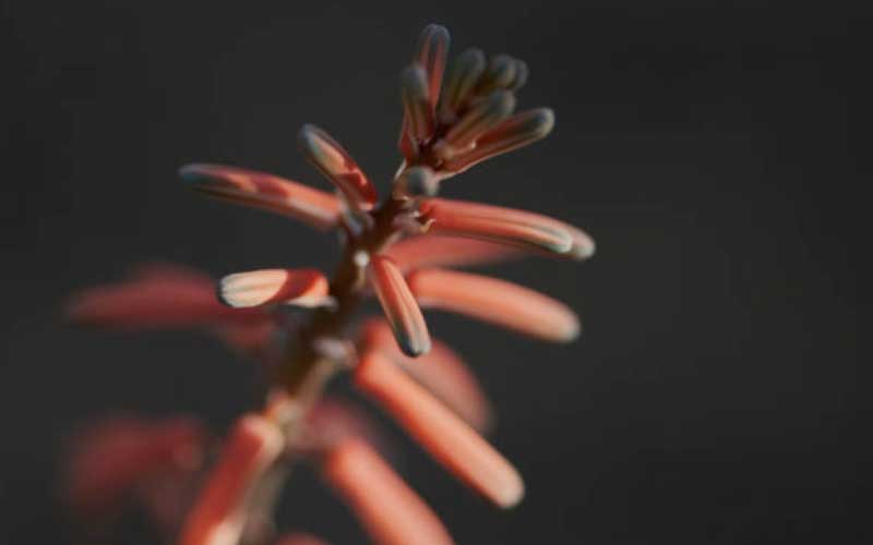 Aloe-Variegata  