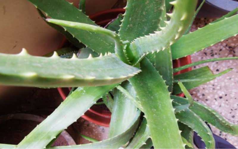 Aloe-Vera-Aloe-Barbadensis-Miller  