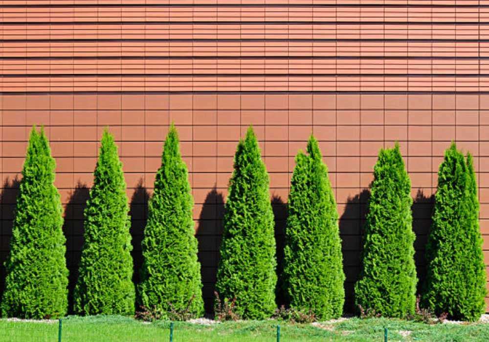 Arborvitae  