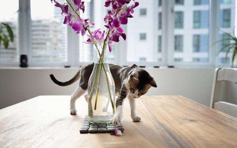 Are-Orchids-Poisonous-to-Cats2  