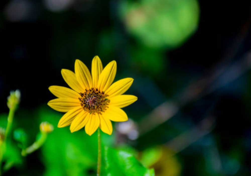 Beach-Sunflower  