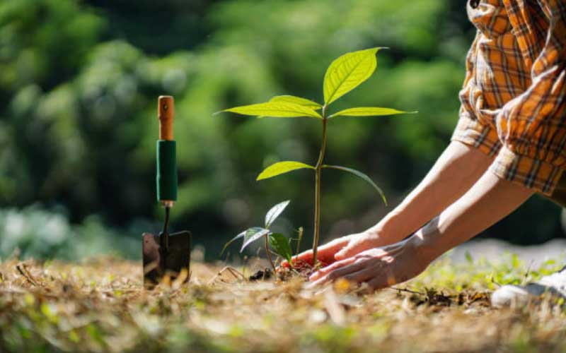 Benefits-of-Planting-Trees  