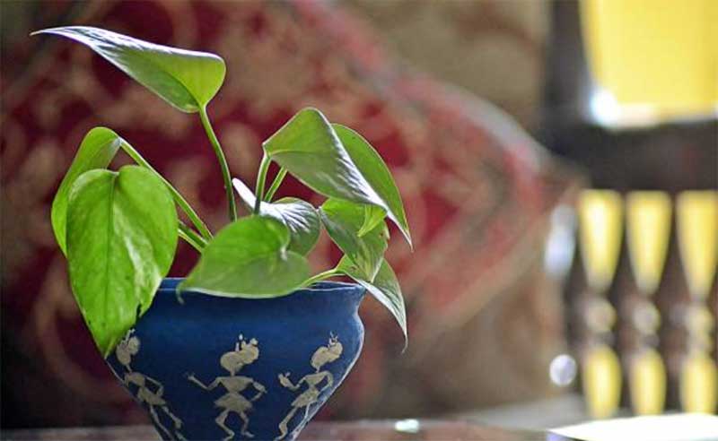 Best-Indoor-Locations-for-Your-Pothos-Plant  