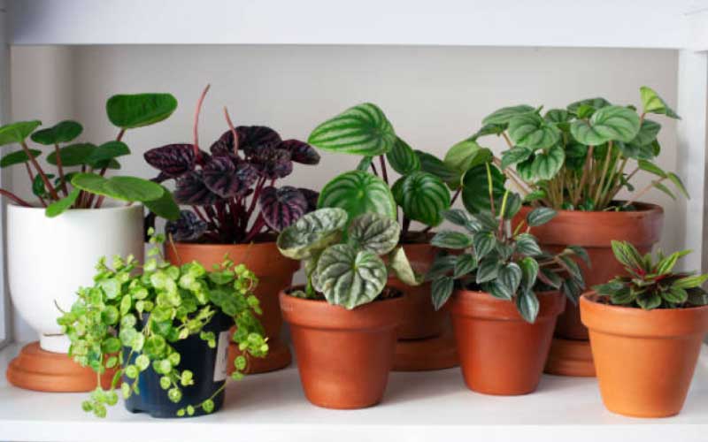 Indoor Plants