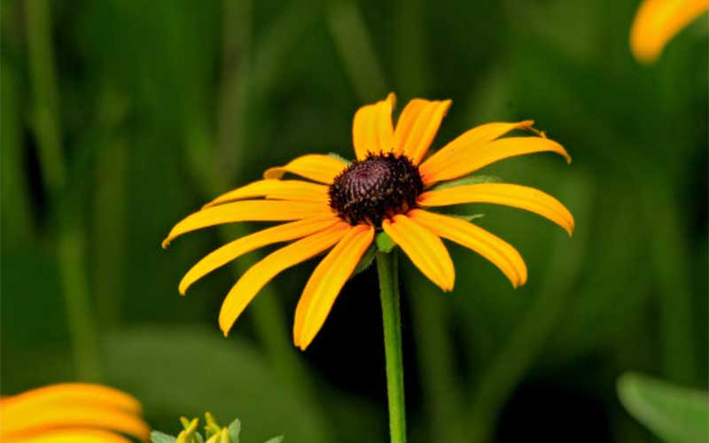 Black-eyed-Susan  