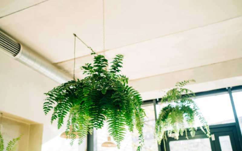 Boston-Fern  