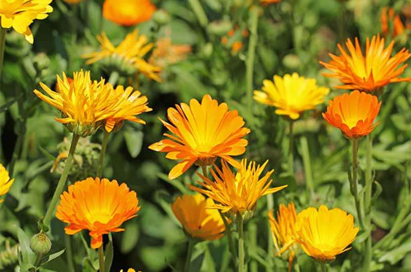 Calendula  