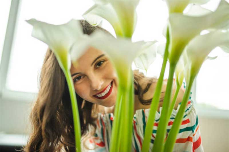 Calla-Lily-Indoor-Plant  