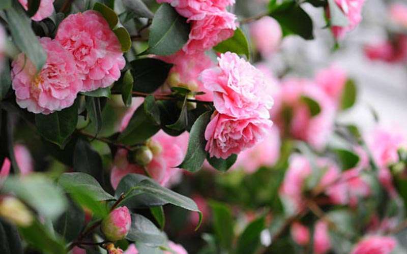 Camellias  