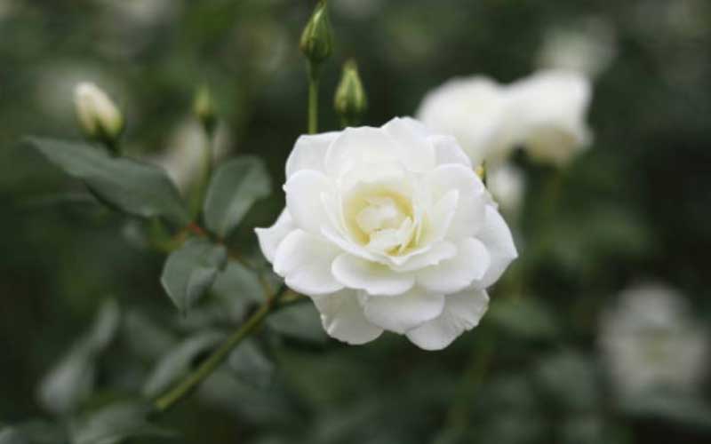 Caring-for-Floribunda-Roses  