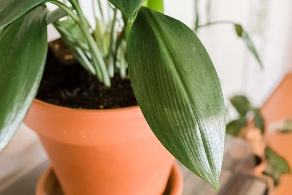 Cast-Iron-Plant-1024x683  