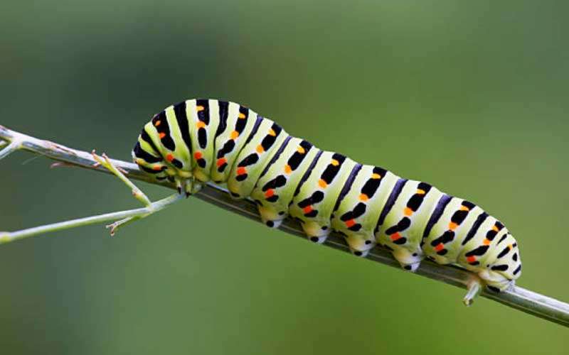 Caterpillars  