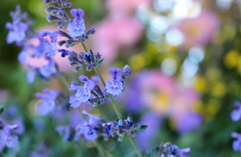 Catmint  