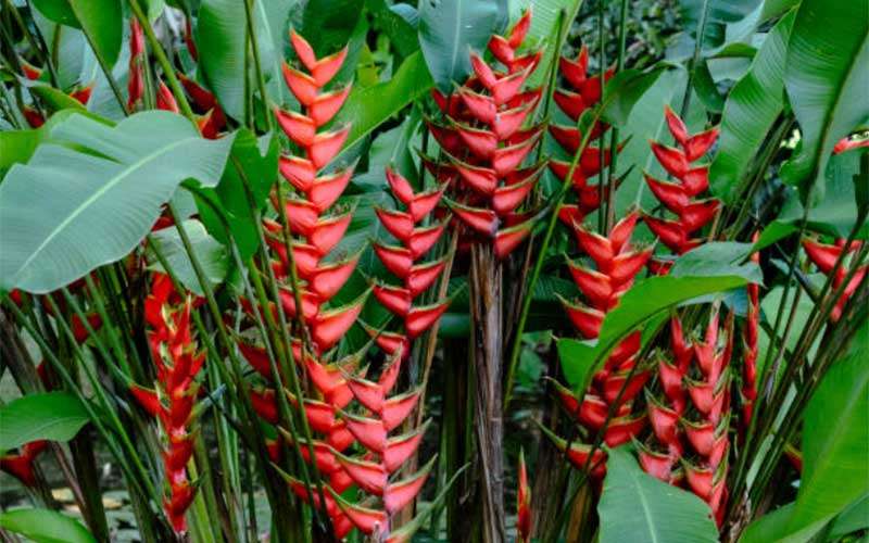 Christmas Heliconia Plants