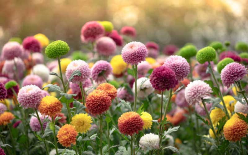 Chrysanthemums  