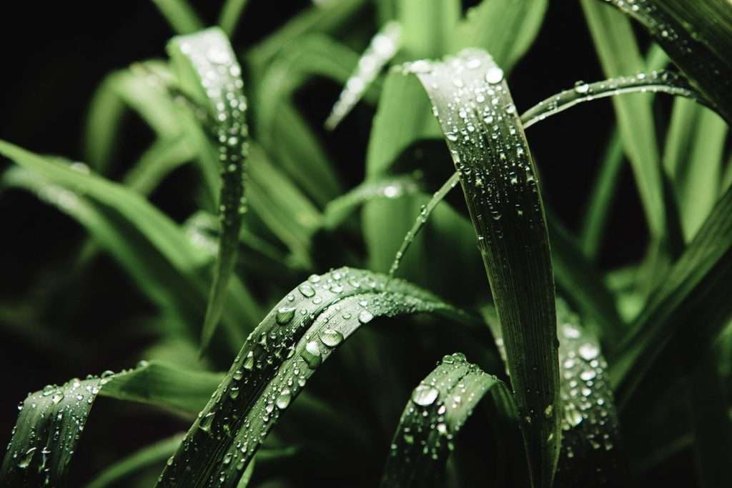 Citronella-Grass-1024x683  