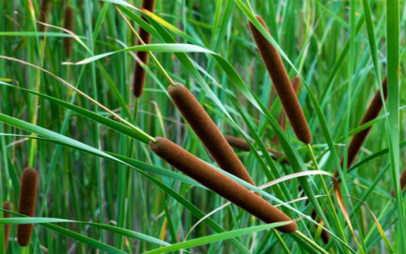 Controlling-Cattails  