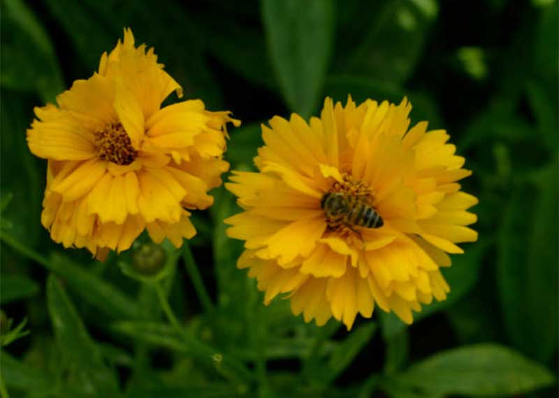 Coreopsis  