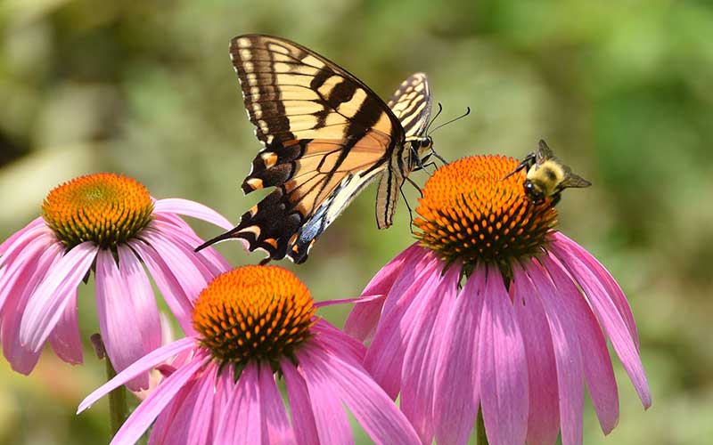 Pollinator Friendly Garden