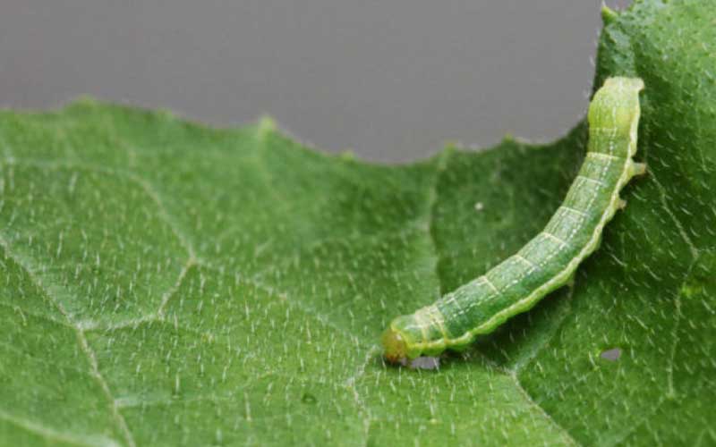 Cutworms  