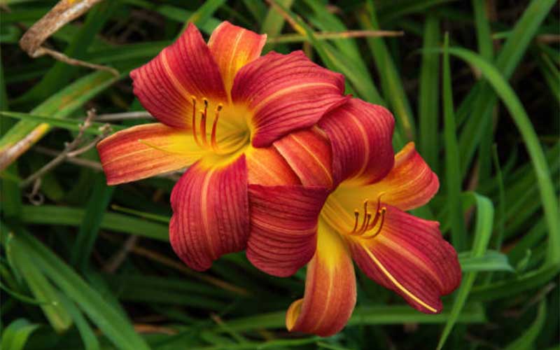 Daylilies  