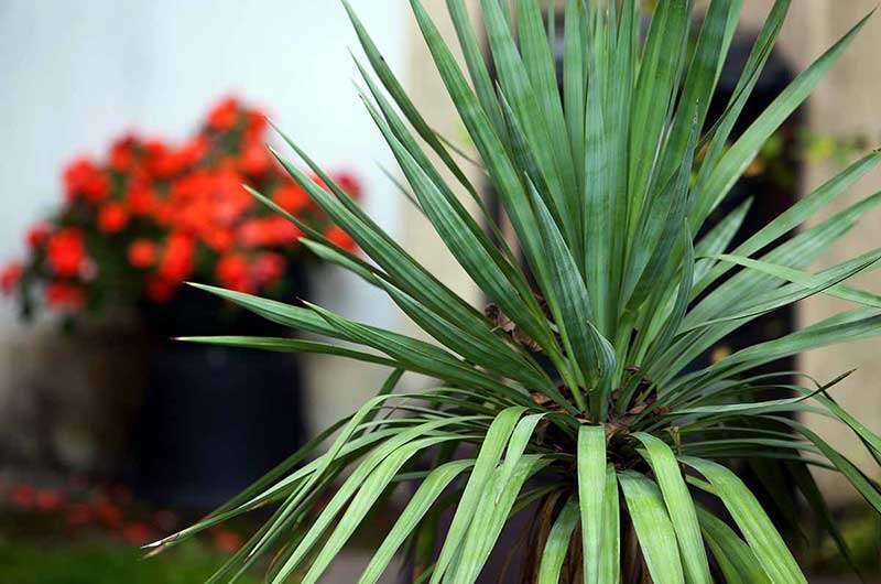 Do-yucca-plants-do-well-in-pots-2024  