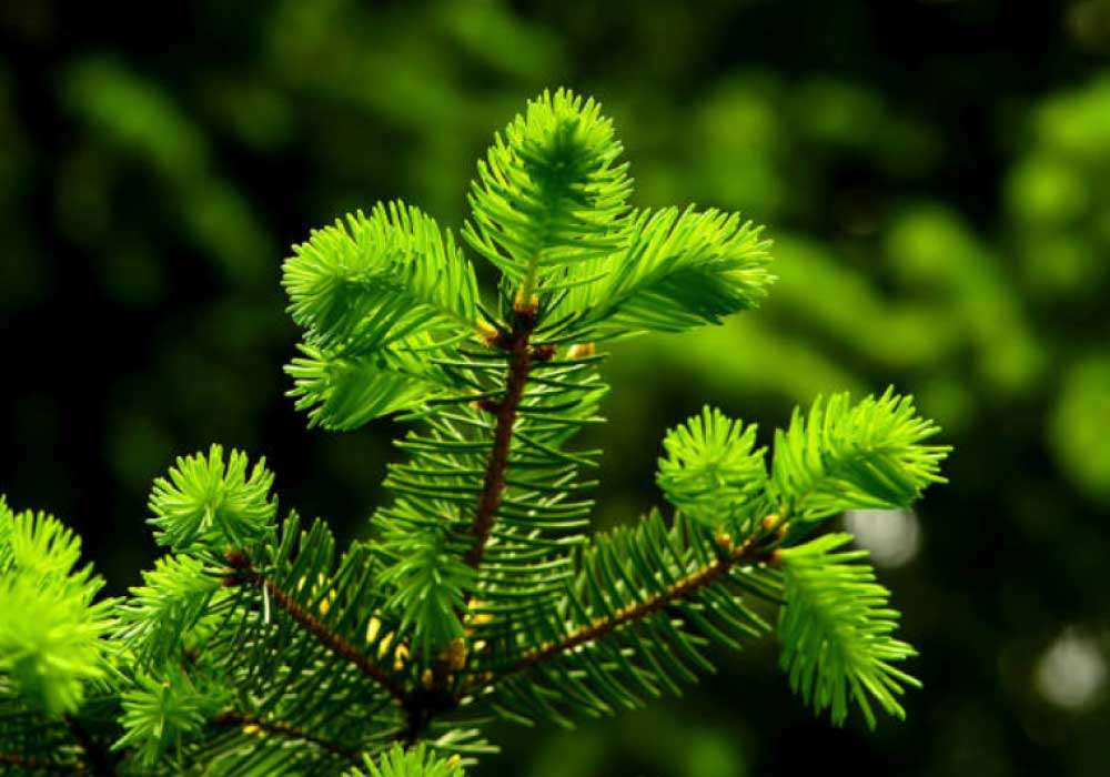 Douglas-Fir  